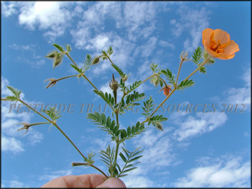 Foliage, Fruit, Stems