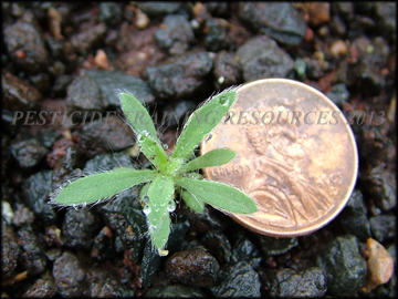 Seedling