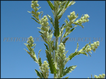 Foliage, Flowers