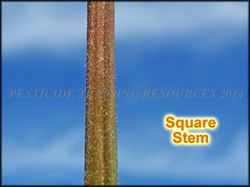 Square Stem