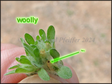 Foliage, Inflorescense