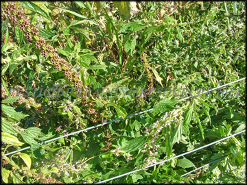 Flowers, Foliage and Fruit