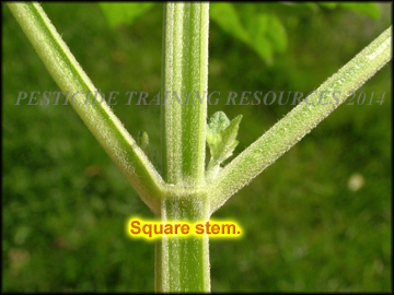 Square Stem