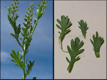 Foliage, Fruit, Leaves
