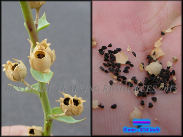 Seed Capsules and Seed