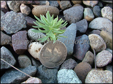 Seedling and Habitat