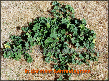 Plant in Dormant Bermudagrass