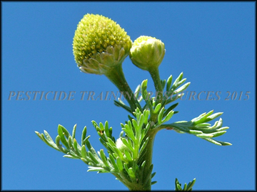 Foliage and Flower