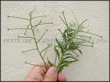 Siliques and Foliage