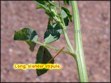 Stipule