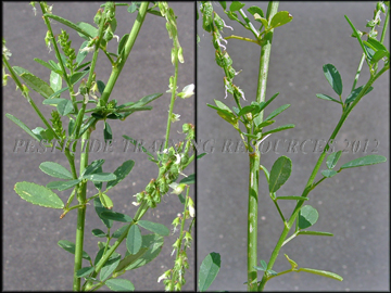 Stems, Leaves, Fruit