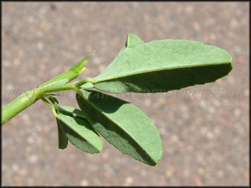 Back of Leaves