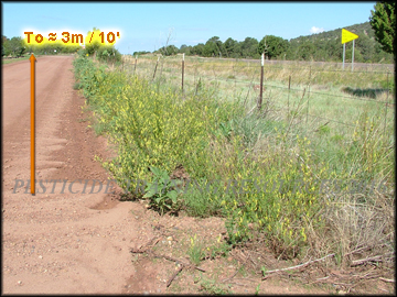 melilotus_officinalis