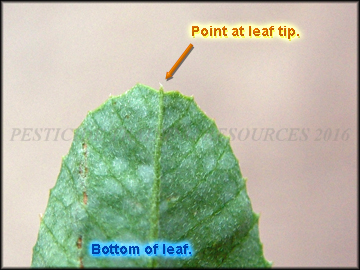 Bottom of Leaf