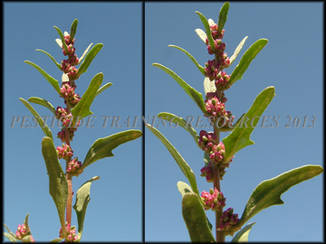 Foliage and Fruit