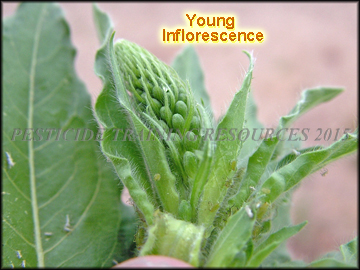 Young Inflorescence