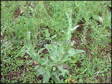 dried Involucres