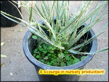 Infestation in Container Stock