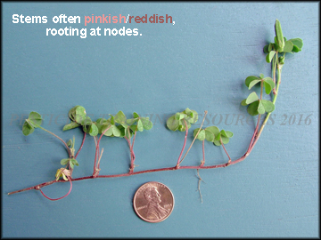 Fruit, Leaves, Roots, Stem, 