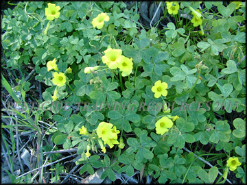 Foliage and Flowers