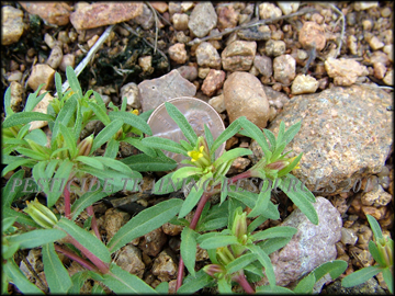 Flower and Foliage