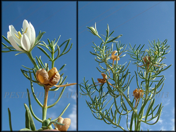 Dry fruit, Flower, Foliage