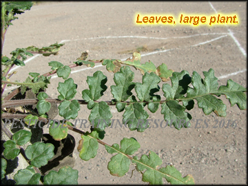 Leaves, Large Plant
