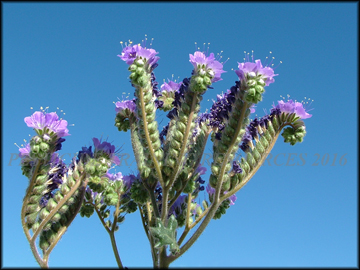 Flowers, Large Plant