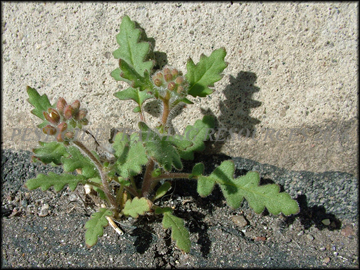 Small Plant
