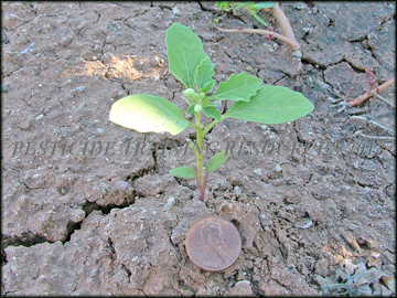 Seedling