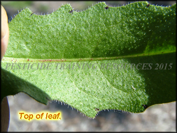 Top of Leaf