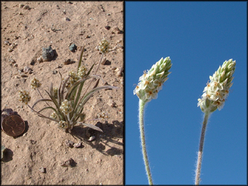 Plant and Flowers