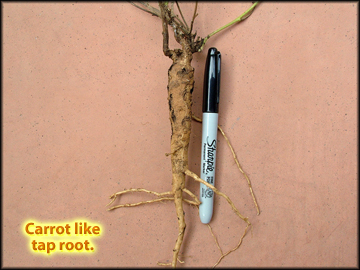 Tap Root