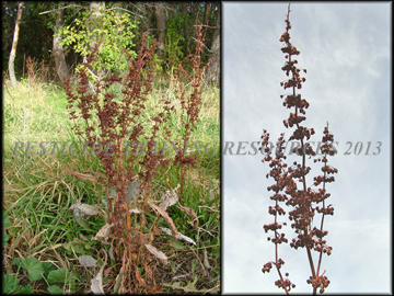 Senescent Plant and Seed