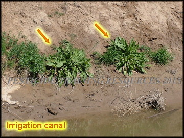 Infestation Canal Bank