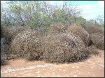 Dried Plants