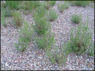 Infestation, Young Plants