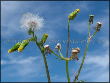 Flowers and Fruit