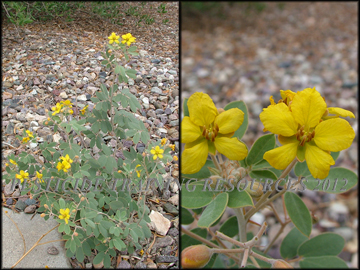 Small Plant and Flower