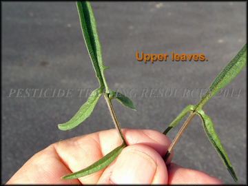 Upper Leaves
