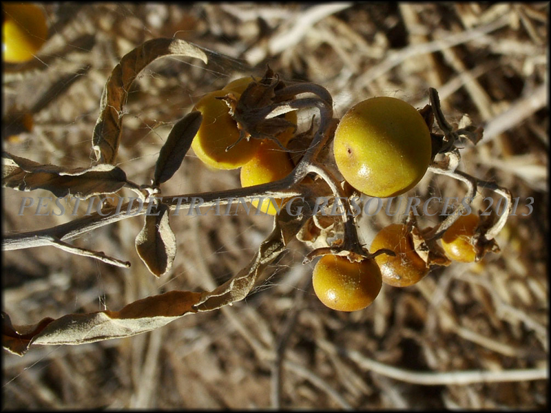 Fruit