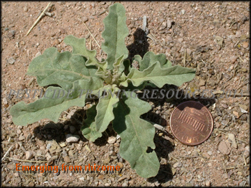 Emerging from Rhizome