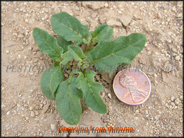 Emerging from Rhizome