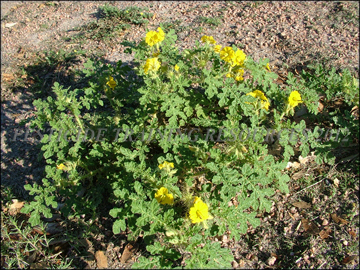 Plant, Flowers, Fruit