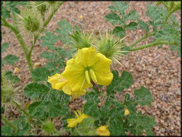 Flowers, Foliage, Fruit