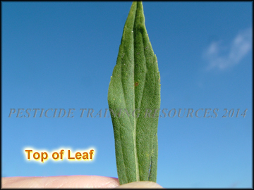 Top of Leaf