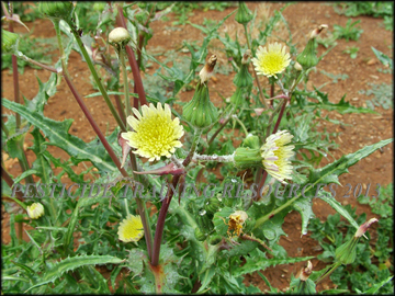 Flowers, Fruit