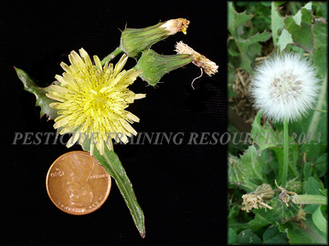 Seed head and Flower