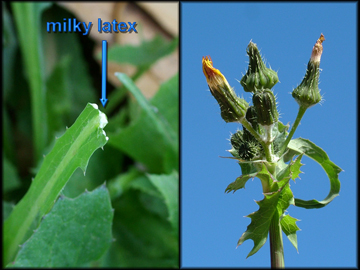 Latex in Stem, Spent Flowers