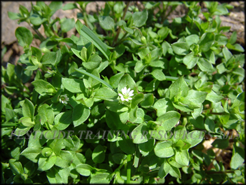 Foliage and Flowers